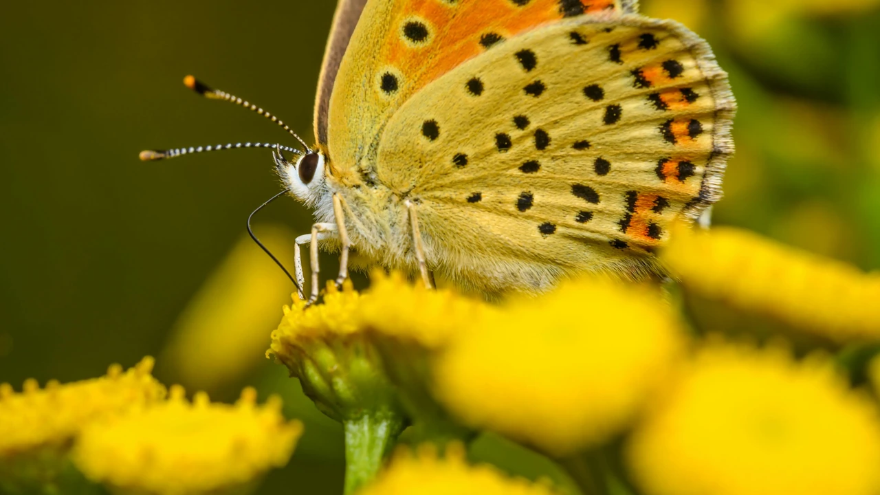 An orange butterfly rests on yellow flowers